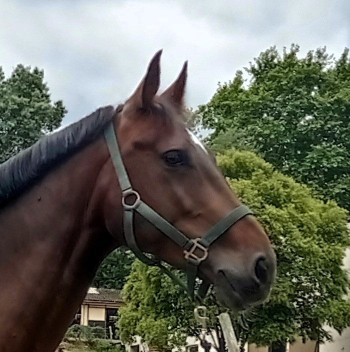 horse